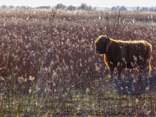 Fotowandelen op Natuureiland Tiengemeten